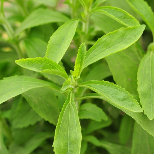 Stevia (Süsskraut)